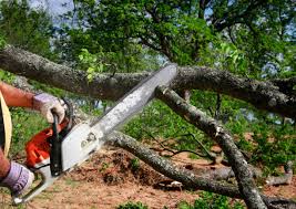 Best Utility Line Clearance  in North Sea, NY