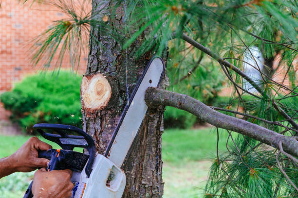 Best Storm Damage Tree Cleanup  in North Sea, NY